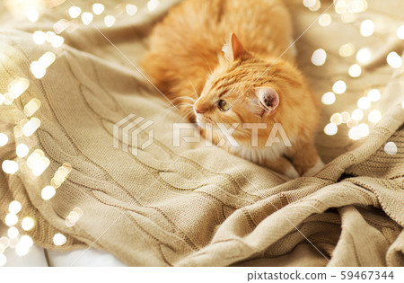 red tabby cat lying on blanket at home in winter red tabby cat lying on blanket at home in winter 59467344