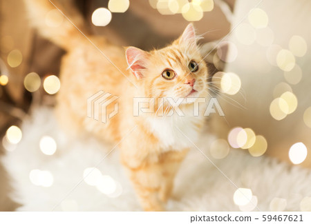 red tabby cat on sofa with sheepskin at home 59467621