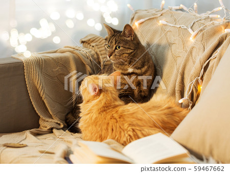 two cats lying on sofa at home 59467662