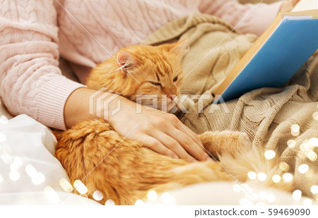 red cat and female owner reading book at home red cat and female owner reading book at home 59469090