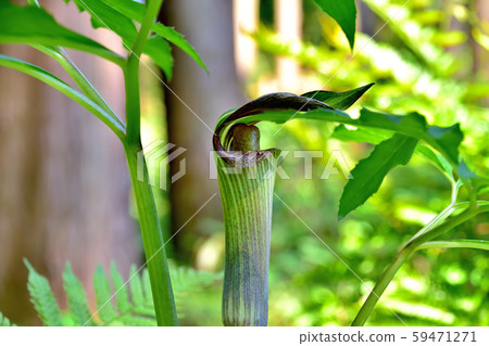 Mamushigusa Mamushigusa 59471271