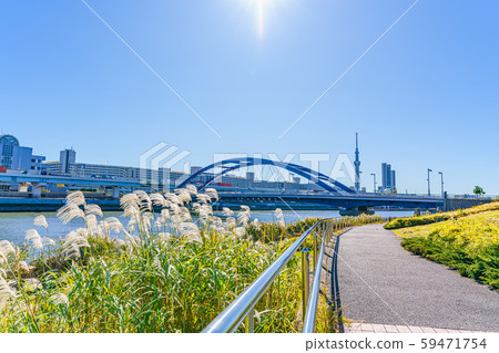 Japanese autumn Susuki and Sky Tree 59471754