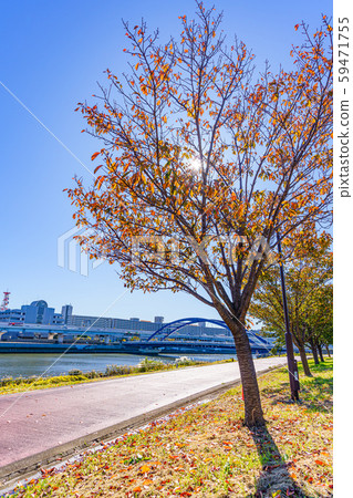 Autumn leaves in Shioiri Park in Japan Autumn leaves in Shioiri Park in Japan 59471755
