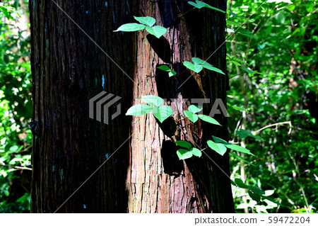 Ivy Ivy 59472204