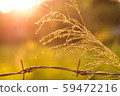 Flower grass and barbed wire and evening light. 59472216