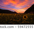 Sunset and sunflower field 59472555