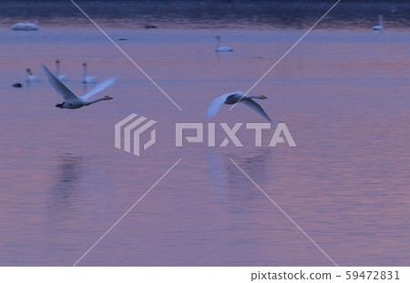 伊豆沼的早晨 59472831