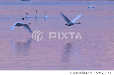 伊豆沼的早晨 伊豆沼的早晨 59472833