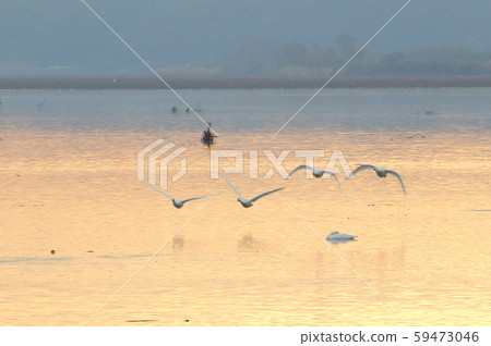 Morning of Izu-numa 59473046