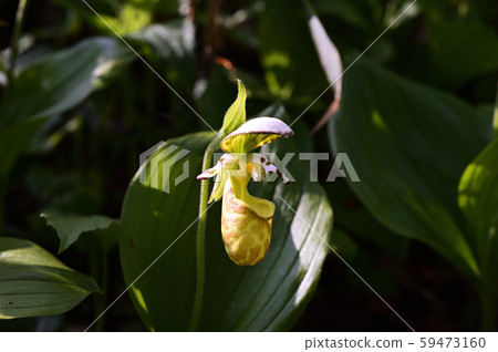 Kibanano Atsuri Sou, yellow flower Atsushi grass 59473160