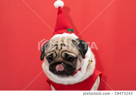Adorable Pug wearing santa hat and santa costume in christmas day ready to celebrated with owner on red background,Christmas and New year concept Adorable Pug wearing santa hat and santa costume in christmas day ready to celebrated with owner on red background,Christmas and New year concept 59473243