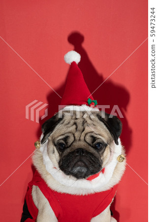 Adorable Pug wearing santa hat and santa costume in christmas day ready to celebrated with owner on red background,Christmas and New year concept 59473244