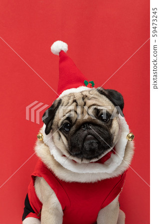 Adorable Pug wearing santa hat and santa costume in christmas day ready to celebrated with owner on red background,Christmas and New year concept 59473245
