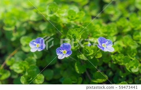 Blue flowers speedwell close-up Blue flowers speedwell close-up 59473441