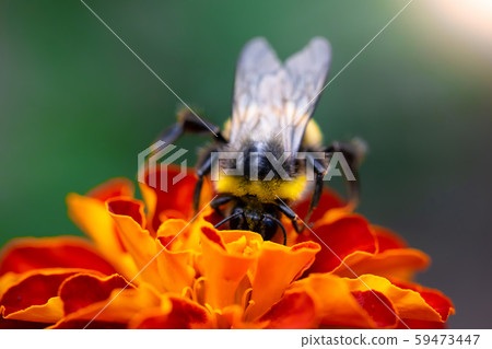 Bee collects flower nectar of marigold 59473447