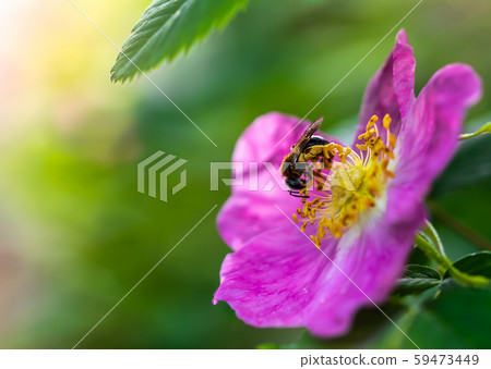 Bee collects flower nectar of wild rose 59473449