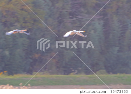 Morning of Izu-numa Morning of Izu-numa 59473563