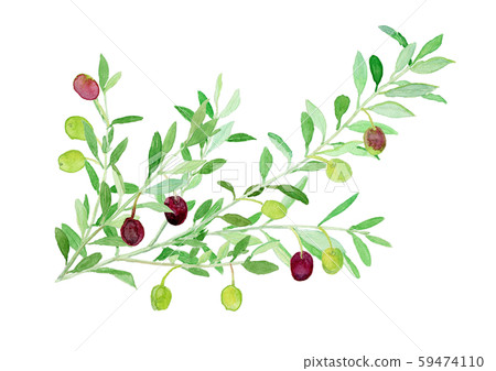 Olea europaea olive branch Olea europaea olive branch 59474110