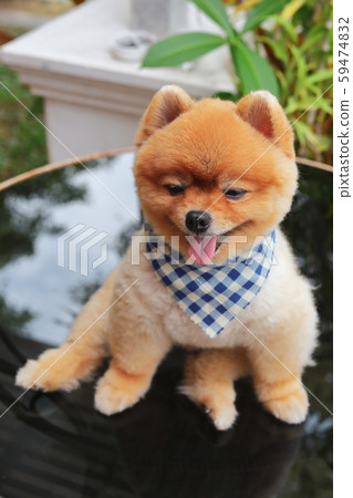 brown pomeranian dog happy smile brown pomeranian dog happy smile 59474832