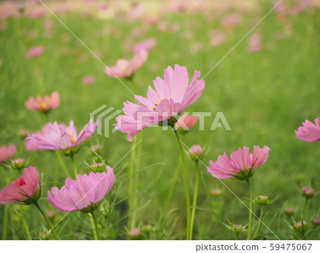 Cosmos Cosmos 59475067