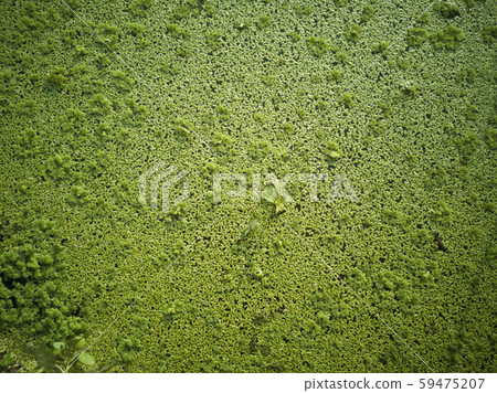 Green duckweed on the water, background texture 59475207