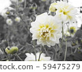 Dahlia 59475279