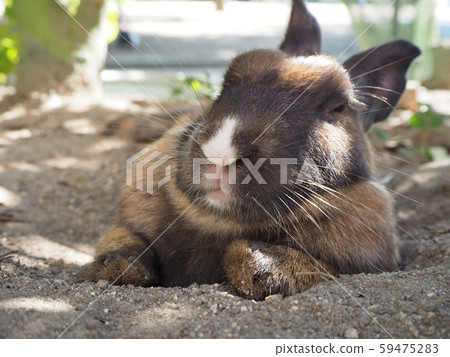 A rabbit for a nap 59475283