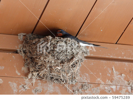 吞下 吞下 59475289