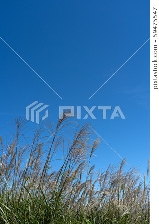 函館山鈴木和藍天副本空間 59475547