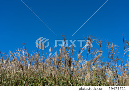 Hakodateyama Susuki and blue sky copy space 59475711