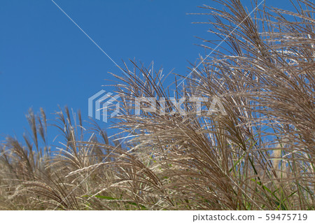 Hakodateyama Susuki and blue sky copy space Hakodateyama Susuki and blue sky copy space 59475719