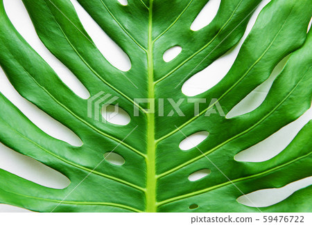 Real exotic monstera leaf Real exotic monstera leaf 59476722