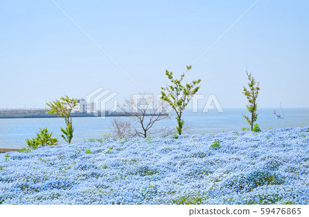 Scenery of the bay area where nemophila blooms Scenery of the bay area where nemophila blooms 59476865