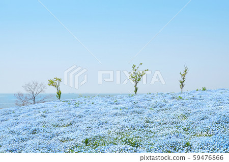 Scenery of the bay area where nemophila blooms Scenery of the bay area where nemophila blooms 59476866