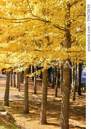 A row of ginkgo trees with yellow leaves in a park on a clear autumn day A row of ginkgo trees with yellow leaves in a park on a clear autumn day 59478636