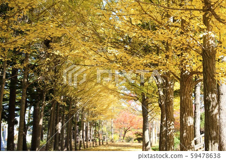 秋季公園,一排排銀杏樹,葉黃 秋季公園,一排排銀杏樹,葉黃 59478638