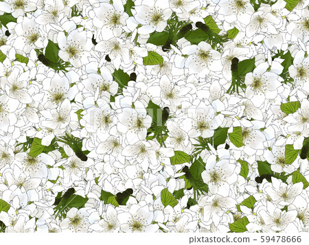 梨花背景 59478666