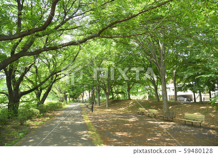 Fuchu City, Tokyo Koganei City Musashino Park 59480128