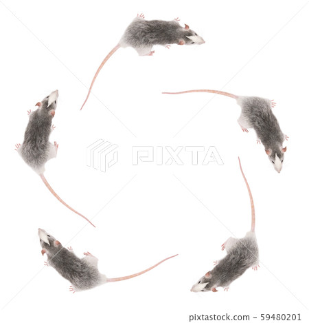 Five Young gray rats isolated on white background. Rodent pets. 59480201