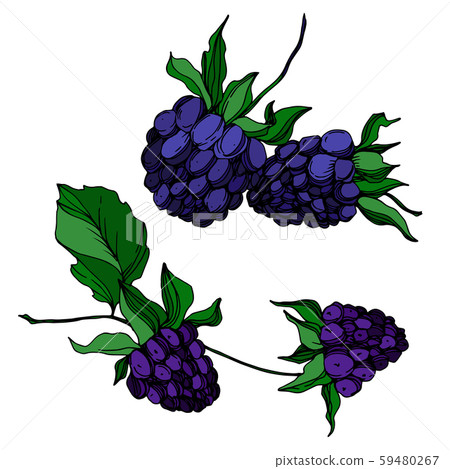 Vector Blackberry healthy food. Black and white engraved ink art. Isolated berry illustration 59480267