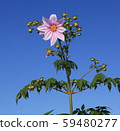 Emperor Dalia's flower and blue sky 59480277
