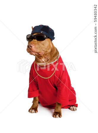Funny American Pit Bull Terrier dog dressed in a Funny American Pit Bull Terrier dog dressed in a 59480342