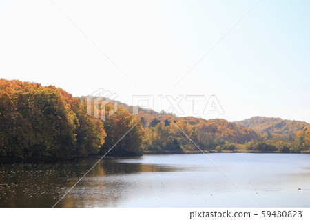 Autumn leaves at Nishioka Water Source Pond in Sapporo, Hokkaido Autumn Park Autumn leaves at Nishioka Water Source Pond in Sapporo, Hokkaido Autumn Park 59480823
