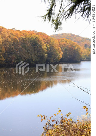 Autumn leaves at Nishioka Water Source Pond in Sapporo, Hokkaido Autumn Park 59480825