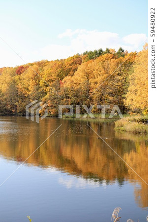 Autumn leaves at Nishioka Water Source Pond in Sapporo, Hokkaido Autumn Park 59480922