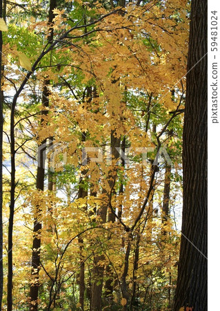 Yellow autumn leaves in the park Forest in autumn 59481024