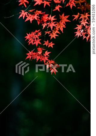 秋葉秋天圖像 59481066