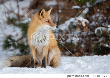 北極狐在雪地裡 北極狐在雪地裡 59481377