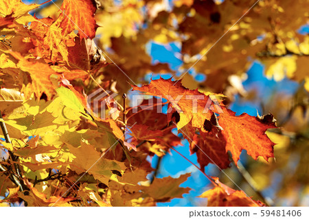 Red orange and yellow leaves of a maple tree in autumn 59481406