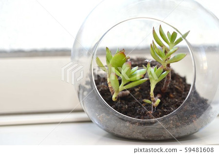 Terrarium, succulents, interior Terrarium, succulents, interior 59481608